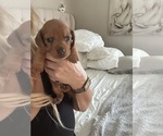 Small #1 Dachshund