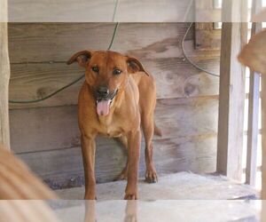 Dixie (Trinity) - Female Labrachow Dog for Adoption - Photo #4