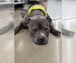 Small Photo #23 American Staffordshire Terrier Puppy For Sale in Rosenberg, TX, USA