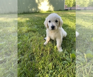 English Cream Golden Retriever Puppy for sale in ROMULUS, MI, USA