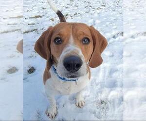 Cooper - Male Beagle Dog for Adoption - Photo #6
