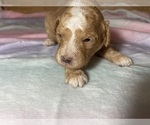 Small #3 Cavapoo