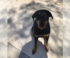 Rottweiler Puppy for sale in NEW PORT RICHEY, FL, USA