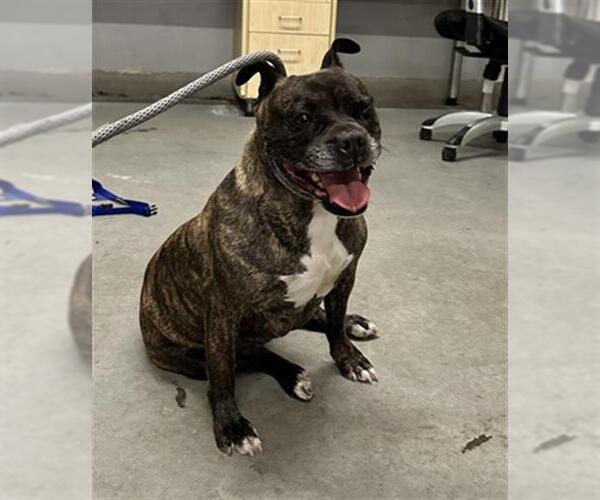 Medium Photo #1 Bull-Boxer Puppy For Sale in Camarillo, CA, USA