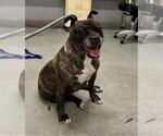 Small Bull-Boxer