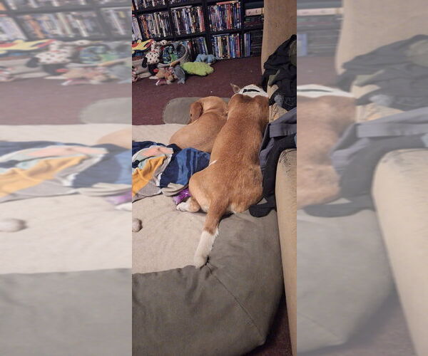 Medium Photo #2 Bull Terrier-Unknown Mix Puppy For Sale in Aurora, IN, USA