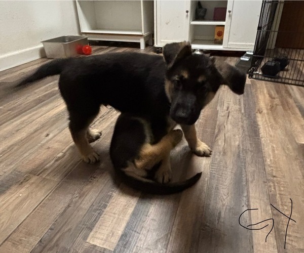 Medium Photo #3 German Shepherd Dog Puppy For Sale in SACRAMENTO, CA, USA
