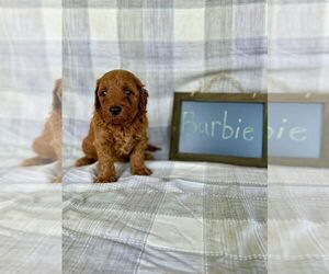 Cock-A-Poo Puppy for Sale in EAST EARL, Pennsylvania USA