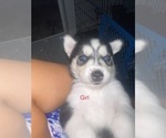 Small Photo #3 Siberian Husky Puppy For Sale in LEHIGH ACRES, FL, USA