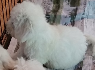 Father of the Bichon Frise puppies born on 04/28/2018