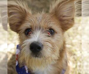 Mutt Dogs for adoption in San Antonio, TX, USA