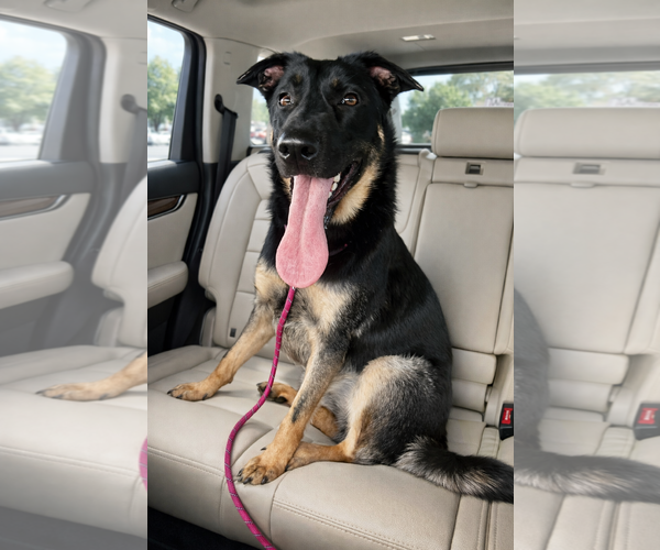 Medium Photo #5 German Shepherd Dog-Unknown Mix Puppy For Sale in Euless, TX, USA