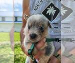 Small #3 Australian Cattle Dog