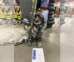 Small Photo #1 Portuguese Water Dog Puppy For Sale in DES MOINES, IA, USA