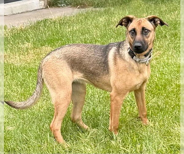 Medium Photo #2 Mutt Puppy For Sale in Genesee, WI, USA