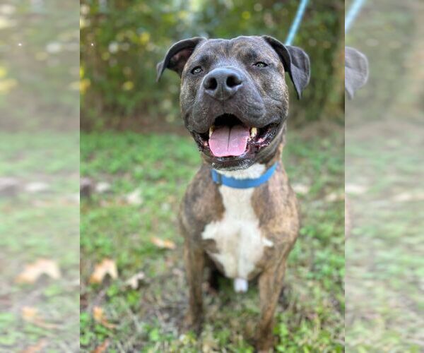 Medium Photo #2 Mutt Puppy For Sale in Virginia Beach, VA, USA