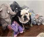 Small #4 English Bulldog