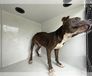 Mutt Dogs for adoption in Houston, TX, USA