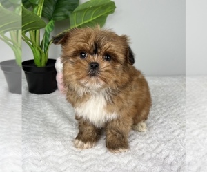 Mal-Shi Puppy for sale in FRANKLIN, IN, USA