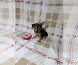 Yorkshire Terrier Puppy for sale in COOKEVILLE, TN, USA