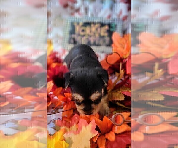 Medium Photo #9 Yorkshire Terrier Puppy For Sale in AKRON, OH, USA