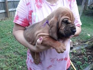Bloodhound Puppy for sale in GREENCASTLE, IN, USA