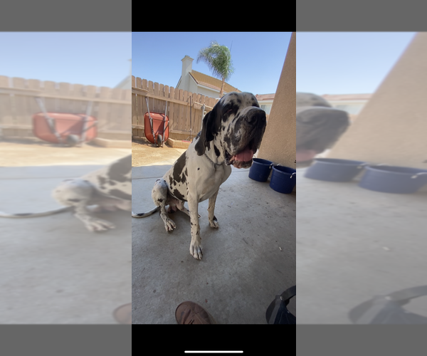 Medium Photo #1 Great Dane Puppy For Sale in NORCO, CA, USA