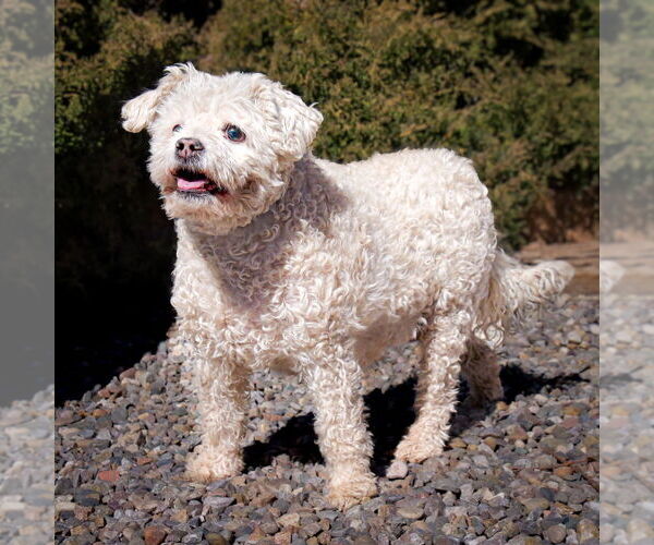 Medium Photo #7 Poodle (Miniature) Puppy For Sale in Albuquerque, NM, USA