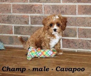 Cavapoo Puppy for sale in CLARKRANGE, TN, USA