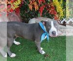 Small American Bulldog