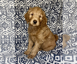Small Photo #1 Goldendoodle Puppy For Sale in STONEVILLE, NC, USA