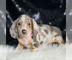 Small #4 Dachshund