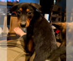 Small #15 Doberman Pinscher Mix