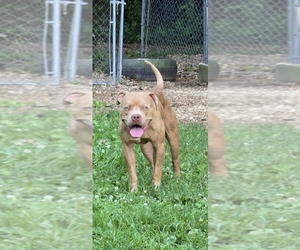 American Bully Puppy for sale in CHESTERFIELD, VA, USA