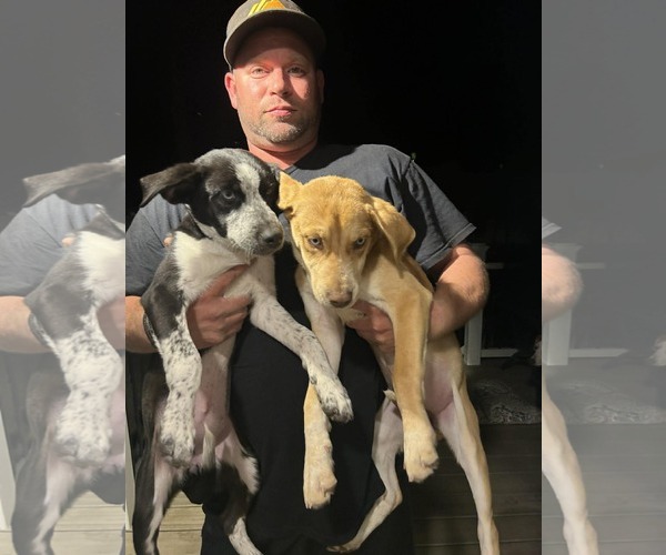 Medium Photo #5 Pointer-Unknown Mix Puppy For Sale in Woodbury, NY, USA