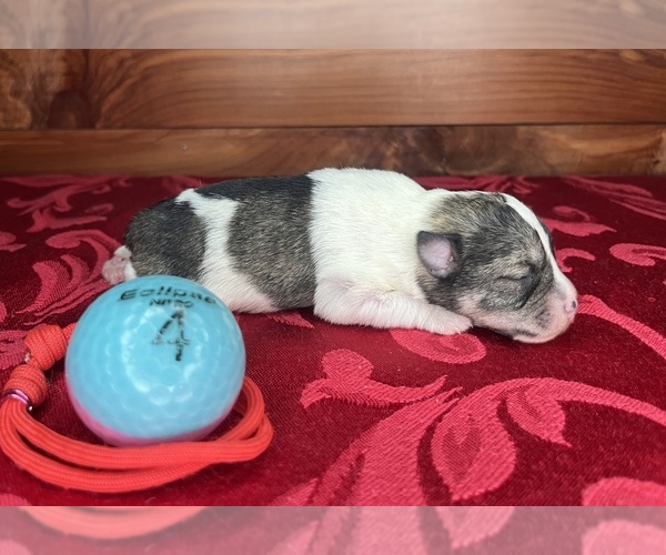 Medium Photo #5 Schnauzer (Miniature) Puppy For Sale in BIG CABIN, OK, USA