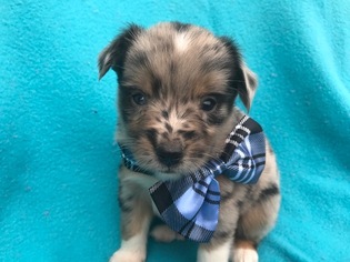 Australian Shepherd Puppy for sale in QUARRYVILLE, PA, USA