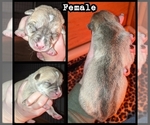 Small Photo #6 Wolf Hybrid Puppy For Sale in RICHMOND, KY, USA