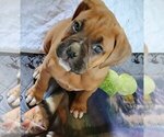 Small Photo #24 Boxer Puppy For Sale in EAST LONGMEADOW, MA, USA