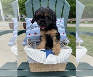 Cavapoo Puppy for sale in LAWRENCEBURG, IN, USA
