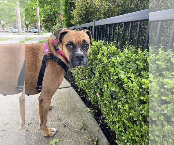 Medium Photo #2 Boxer Puppy For Sale in Stanwood, WA, USA