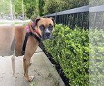 Small #1 Boxer