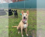 Small #14 Labrador Retriever Mix