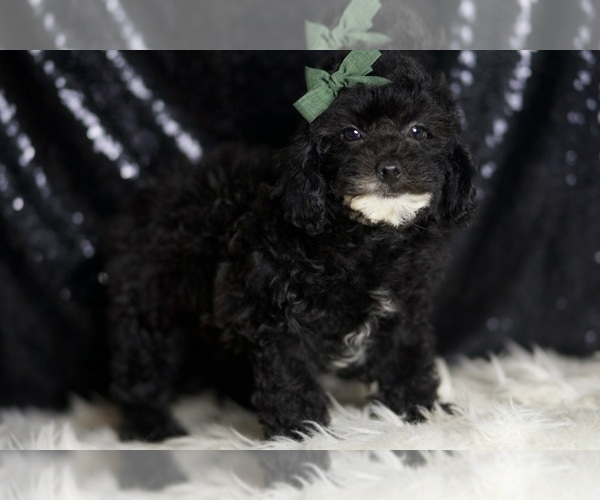 Medium Photo #3 Poodle (Miniature) Puppy For Sale in WARSAW, IN, USA