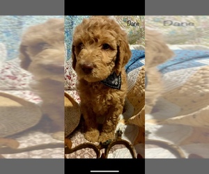 Labradoodle-Poodle (Standard) Mix Puppy for sale in HOLLYWOOD PARK, TX, USA