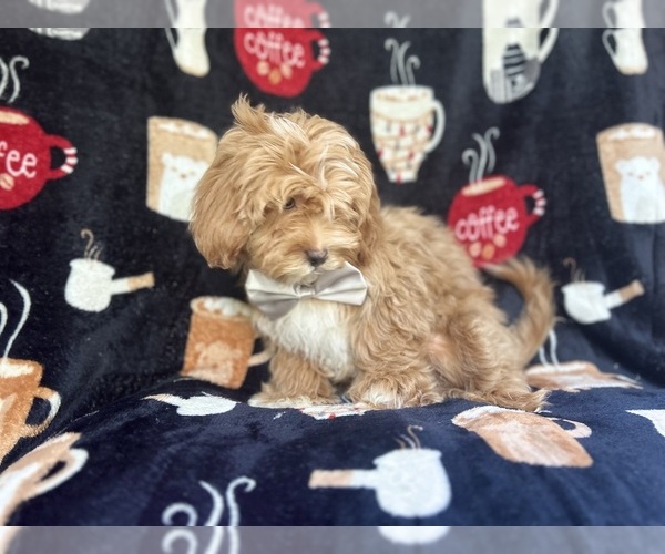 Medium Photo #2 ShihPoo Puppy For Sale in LAKELAND, FL, USA