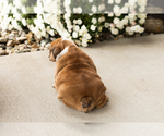 Bailey - Female English Bulldog Puppy for Sale - Photo #8