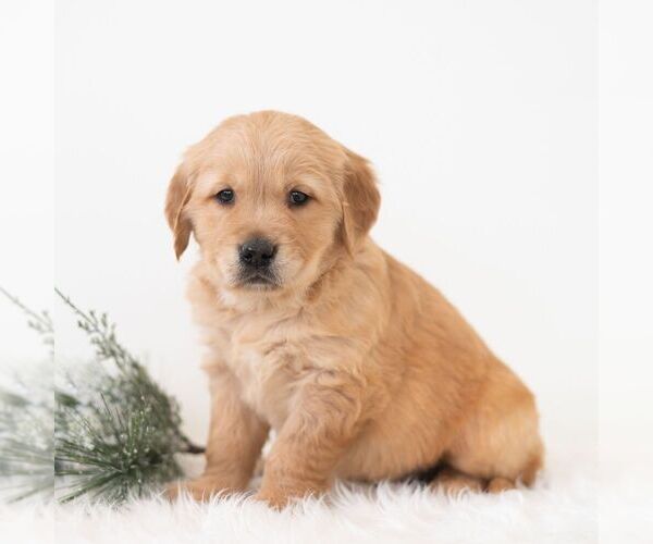 Medium Photo #6 Golden Retriever Puppy For Sale in NEWPORT, PA, USA