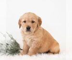 Small #5 Golden Retriever