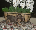 Puppy Chocolate Femal Dachshund